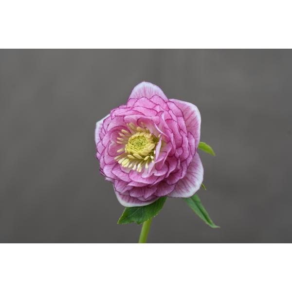 クリスマスローズ開花株 DDアフロディーテグラデーション 588 現品限り