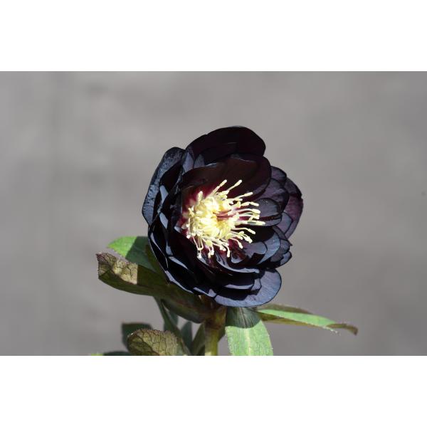 クリスマスローズ開花株 DDブラックゴールド 592 現品限り : 金井園芸