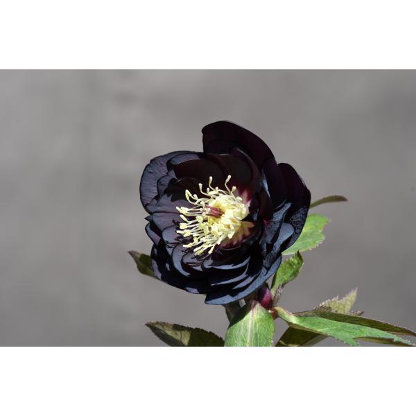 クリスマスローズ開花株 DDブラックゴールド 592 現品限り : 金井園芸