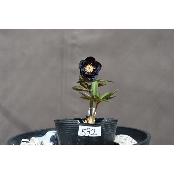 クリスマスローズ開花株 DDブラックゴールド 592 現品限り : 金井園芸