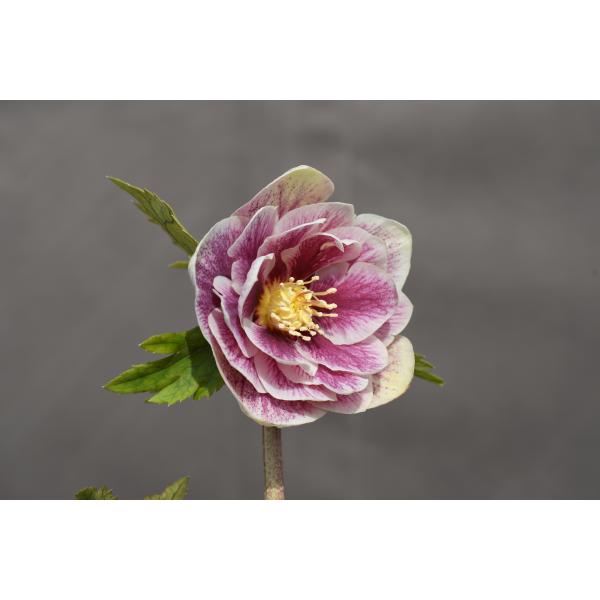 クリスマスローズ開花株 DDプリマヴェーラゴールド 619 現品限り