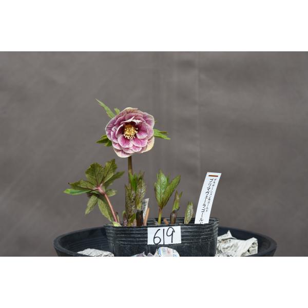 クリスマスローズ開花株 DDプリマヴェーラゴールド 619 現品限り