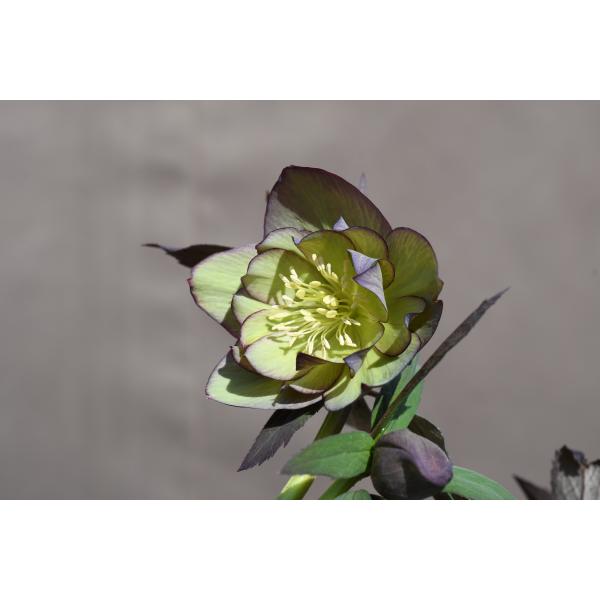 クリスマスローズ開花株 DDバイカラーグレープピコティ 629 現品限り