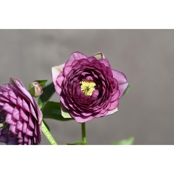 クリスマスローズ開花株 DDアンティークアフロディーテ 630 現品限り