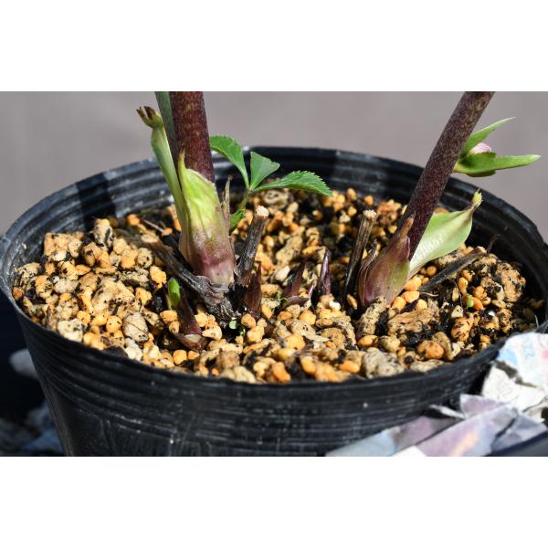 クリスマスローズ開花株 DDアンティークアフロディーテ 630 現品限り