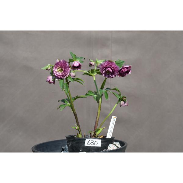 クリスマスローズ開花株 DDアンティークアフロディーテ 630 現品限り