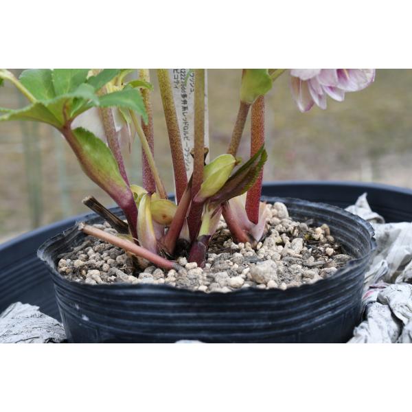 クリスマスローズ開花株 DDプリマヴェーラホワイトゴールド 634 現品