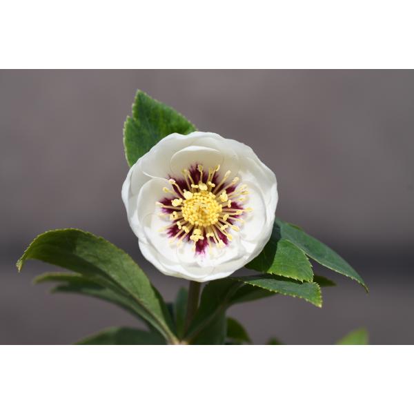 クリスマスローズ開花株 DD毬姫ホワイトゴールドフラッシュ 644 現品