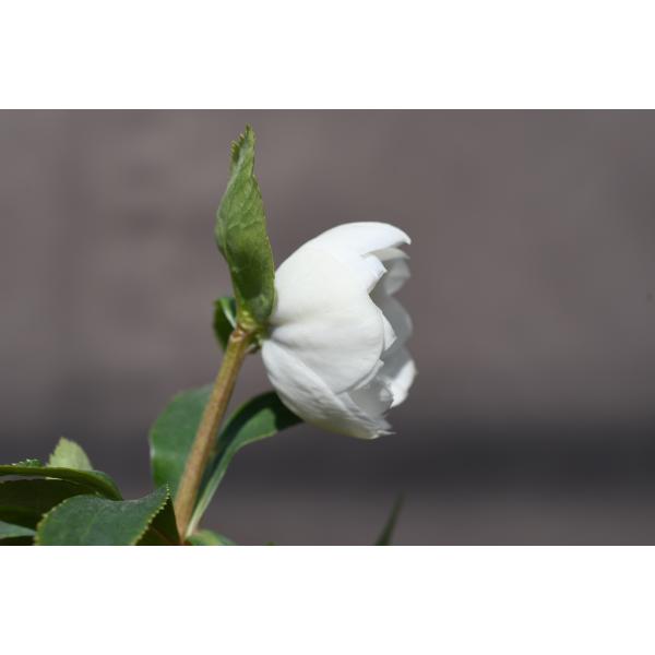 クリスマスローズ開花株 DD毬姫ホワイトゴールドフラッシュ 644 現品