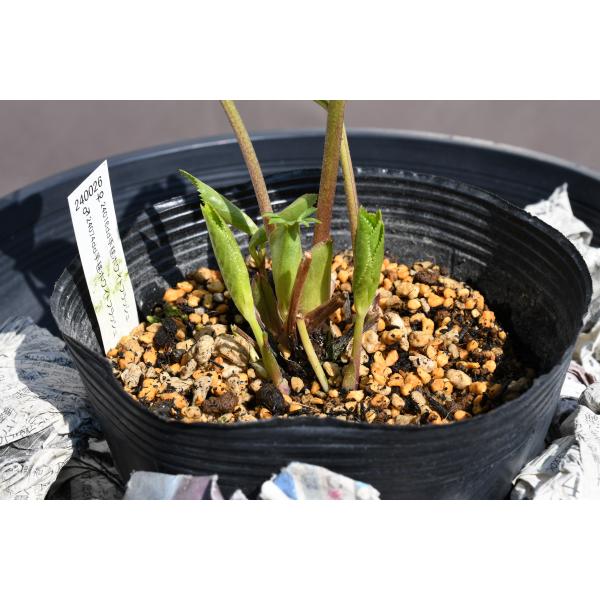 クリスマスローズ開花株 DD毬姫ホワイトゴールドフラッシュ 644 現品