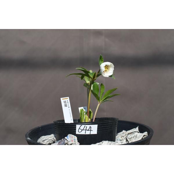 クリスマスローズ開花株 DD毬姫ホワイトゴールドフラッシュ 644 現品