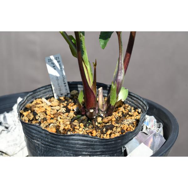 クリスマスローズ開花株 DD超多弁咲きアンティークアフロディーテ 645