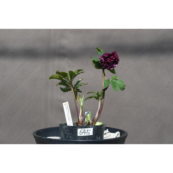 クリスマスローズ開花株 DD超多弁咲きアンティークアフロディーテ 645