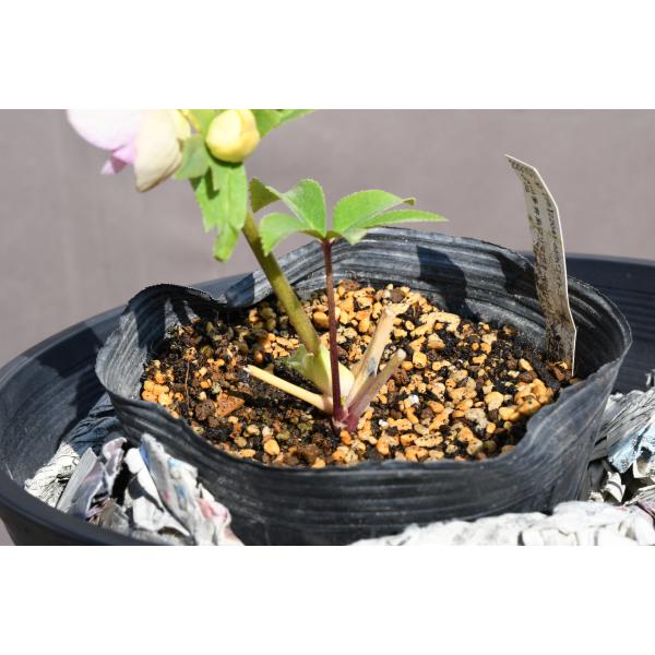 クリスマスローズ開花株 SDソフトグラデーションゴールド 652 現品限り