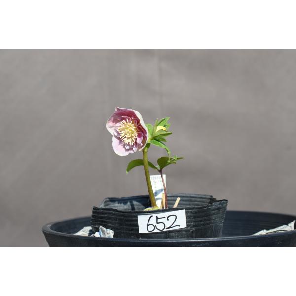 クリスマスローズ開花株 SDソフトグラデーションゴールド 652 現品限り