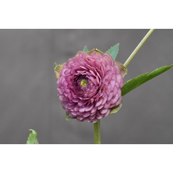 クリスマスローズ開花株 DDメビウス∞ 634 現品限り : 金井園芸 - 通販