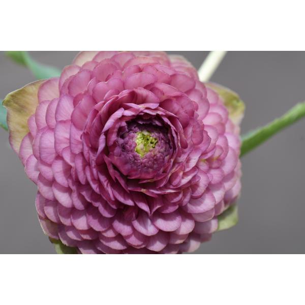 クリスマスローズ開花株 DDメビウス∞ 634 現品限り : 金井園芸 - 通販