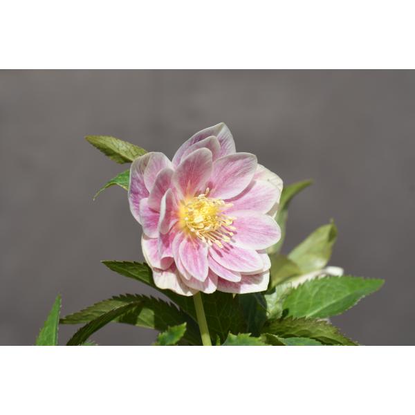 クリスマスローズ開花株 DDプリマヴェーラゴールド 669 現品限り