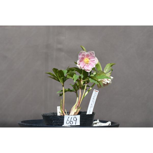 クリスマスローズ開花株 DDプリマヴェーラゴールド 669 現品限り