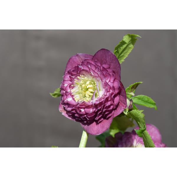 クリスマスローズ開花株 DDアンティークアフロディーテ 676 現品限り