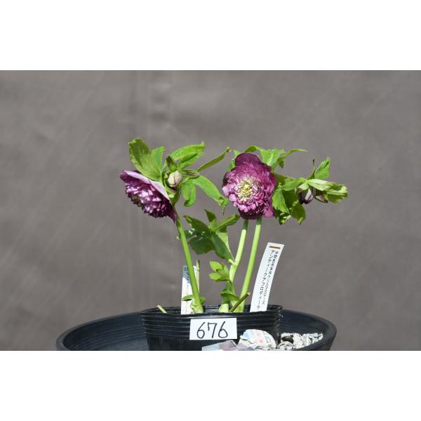 クリスマスローズ開花株 DDアンティークアフロディーテ 676 現品限り