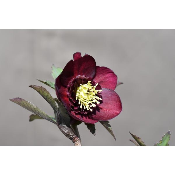 クリスマスローズ開花株 SDグロッシーカラー☆グロスディープレッド