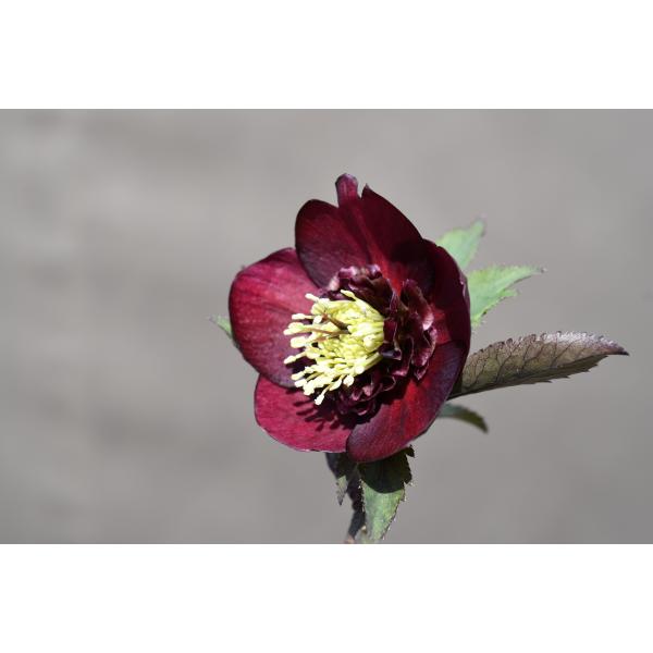 クリスマスローズ開花株 SDグロッシーカラー☆グロスディープレッド