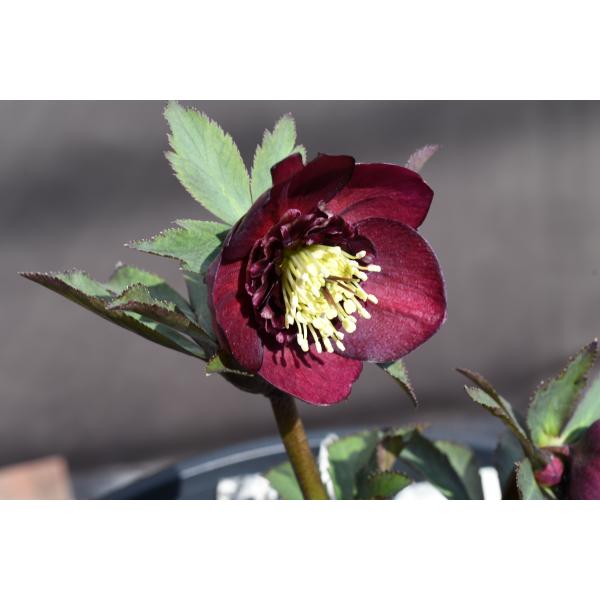 クリスマスローズ開花株 SDグロッシーカラー☆グロスディープレッド