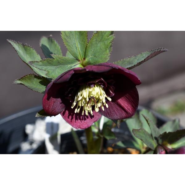 クリスマスローズ開花株 SDグロッシーカラー☆グロスディープレッド