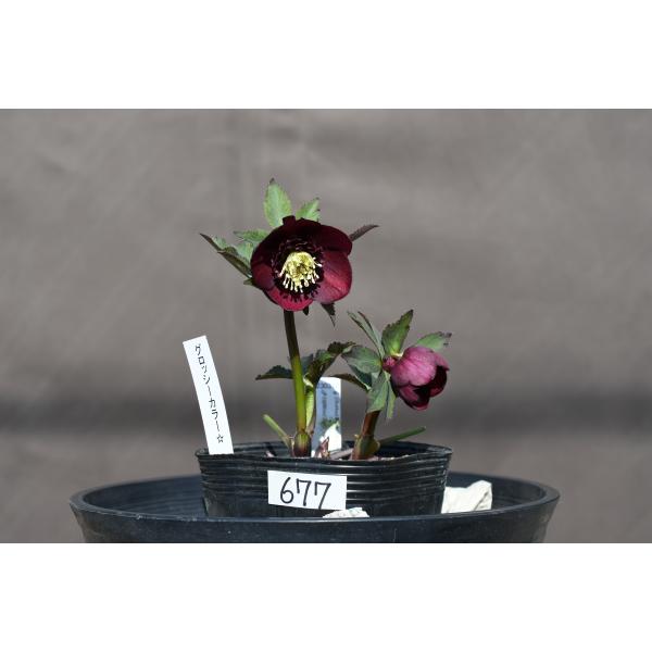 クリスマスローズ開花株 SDグロッシーカラー☆グロスディープレッド