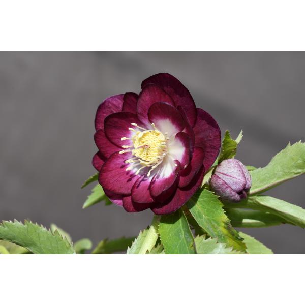 クリスマスローズ開花株 DDグロッシー紅白 673 現品限り : 金井園芸