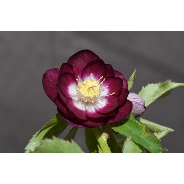 クリスマスローズ開花株 DDグロッシー紅白 673 現品限り : 金井園芸