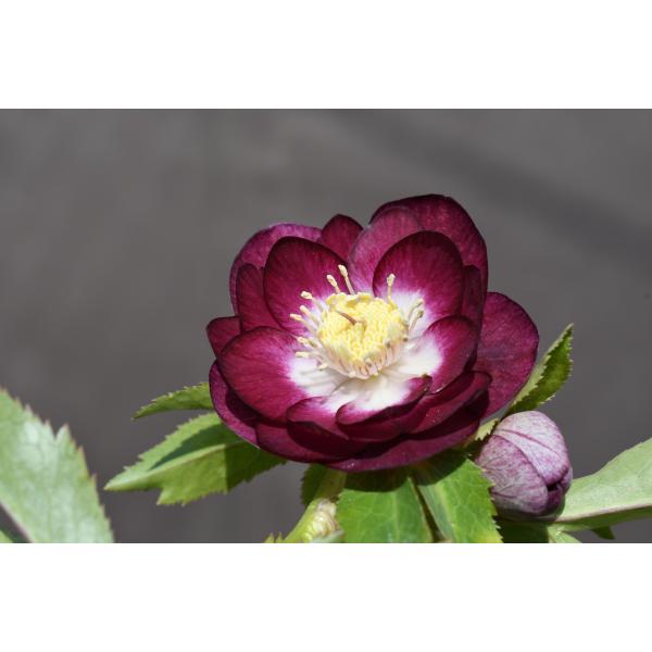 クリスマスローズ開花株 DDグロッシー紅白 673 現品限り : 金井園芸