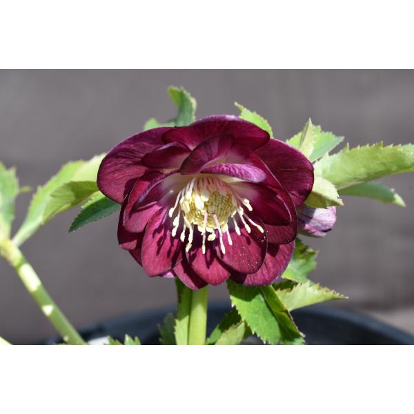 クリスマスローズ開花株 DDグロッシー紅白 673 現品限り : 金井園芸