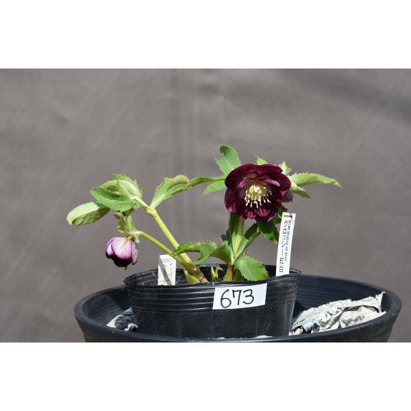 クリスマスローズ開花株 DDグロッシー紅白 673 現品限り : 金井園芸