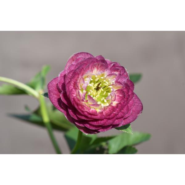 クリスマスローズ開花株 DDグロッシーカラー☆グロスアンティーク