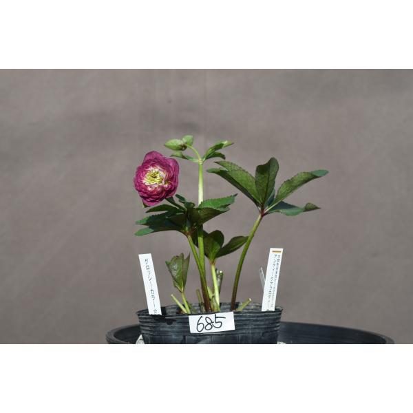 クリスマスローズ開花株 DDグロッシーカラー☆グロスアンティーク