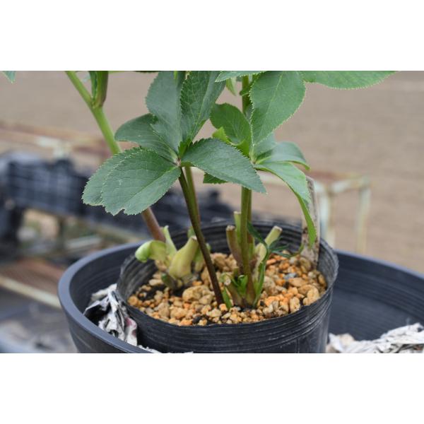 クリスマスローズ開花株 DDプリマヴェーラ 696 現品限り : 金井園芸