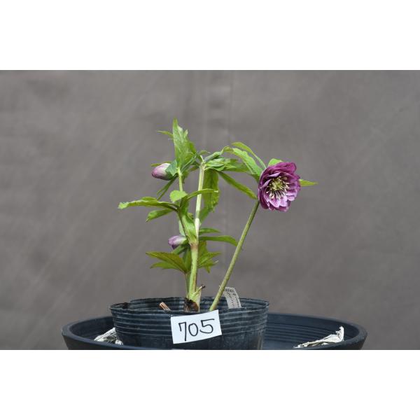 クリスマスローズ開花株 DDレッドグラデーション 705 現品限り : 金井