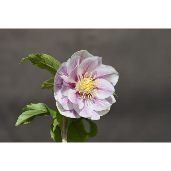 クリスマスローズ開花株 DDプリマヴェーラホワイトゴールド 708 現品