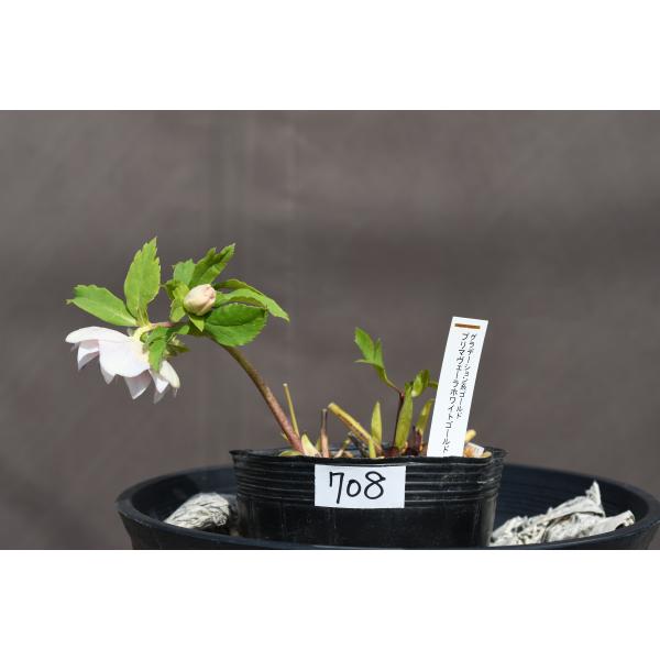 クリスマスローズ開花株 DDプリマヴェーラホワイトゴールド 708 現品