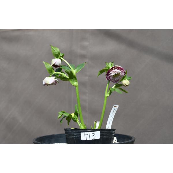 クリスマスローズ開花株 DDアフロディーテプリマヴェーラ 713 現品限り