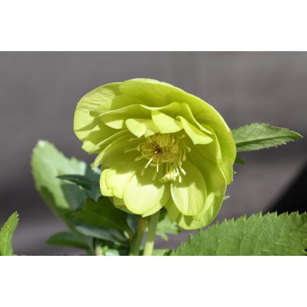 クリスマスローズ開花株 訳ありDDグロッシーカラーゴールド☆グロス