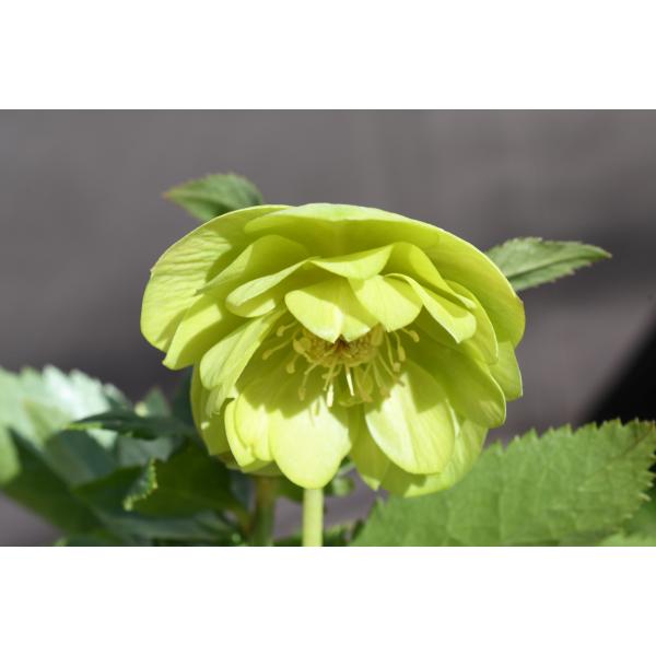 クリスマスローズ開花株 訳ありDDグロッシーカラーゴールド☆グロス