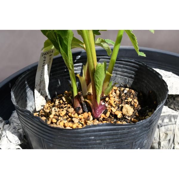 クリスマスローズ開花株 訳ありDDグロッシーカラーゴールド☆グロス