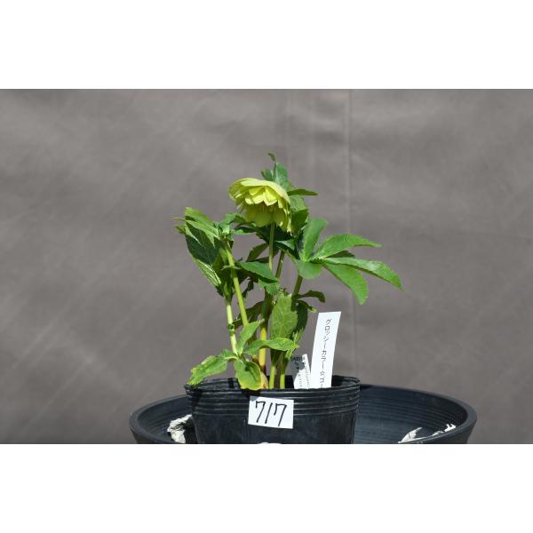 クリスマスローズ開花株 訳ありDDグロッシーカラーゴールド☆グロス