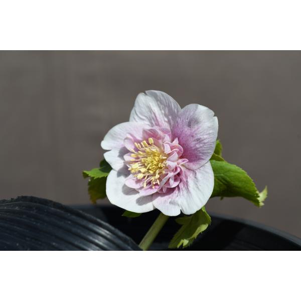 クリスマスローズ開花株 LSDソフトグラデーションゴールド 723 現品