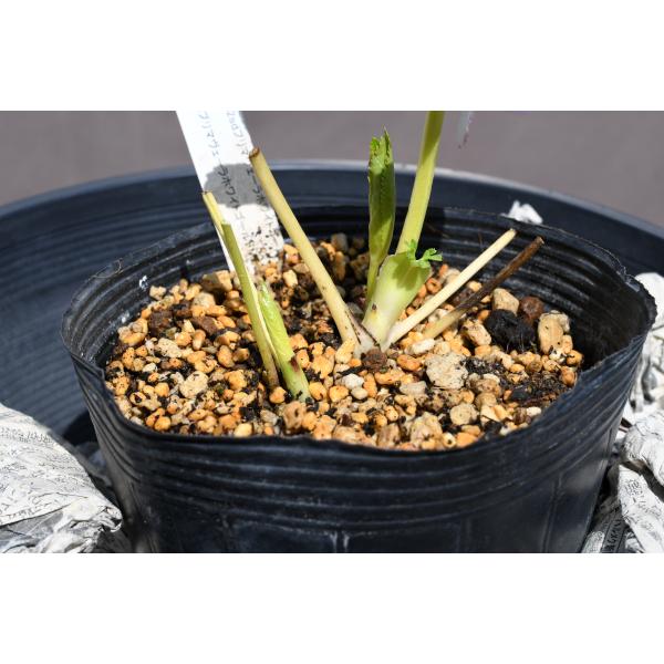 クリスマスローズ開花株 SDプリマヴェーラホワイトゴールド 727 現品