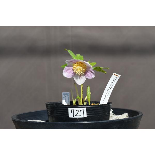 クリスマスローズ開花株 SDプリマヴェーラホワイトゴールド 727 現品