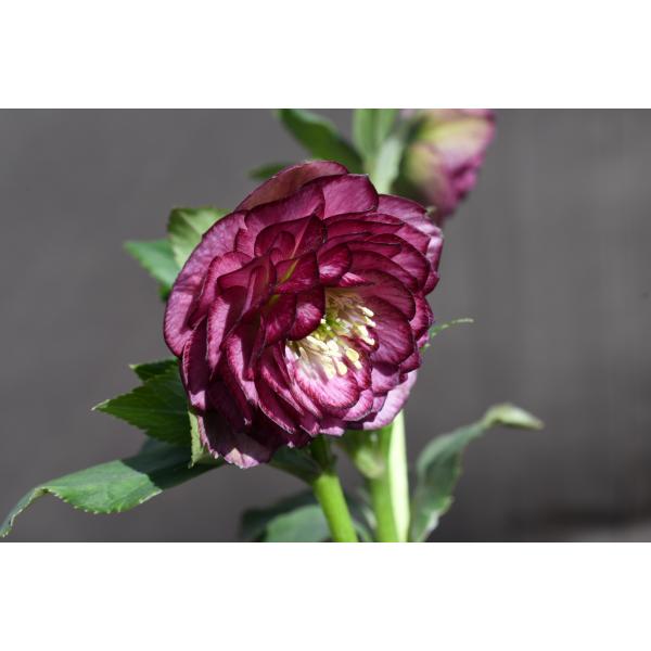 クリスマスローズ開花株 DDグロッシー☆多弁レッドバイカラー 794 現品